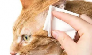 「奇妙の猫咪物语」小猫耳螨要连续用药多久，猫耳螨要连续用药几天