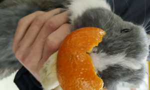 兔子能吃橘子皮吗，好奇的来看看！