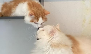 两只猫为什么闻对方鼻子？一起来看看原因吧。