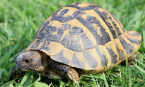 为什么乌龟喜欢叠罗汉？看完这篇文章你就懂了！