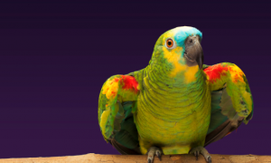 来看黄颈亚马逊鹦鹉是几级保护动物？