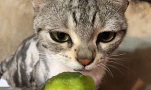 猫咪可以吃猕猴桃吗？铲屎官来看看吧