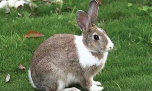 夏温拿兔是宠物兔吗？带你了解一下