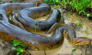 6米长的亚马逊巨蟒露面！藏在热带雨林的凶猛“杀手”有多毒？
