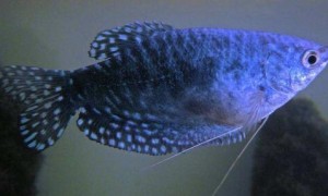 饲养蓝星鱼，水温度多少最佳？