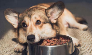 为什么狗食欲不振？它们不饿吗？