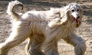 阿富汗猎犬掉毛严重，要找到原因！