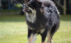 怎么训练芬兰拉普猎犬站着走路？来看看吧