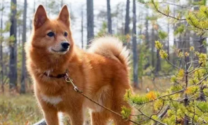 一点点大的芬兰狐狸犬如何饲养？我来告诉你答案！