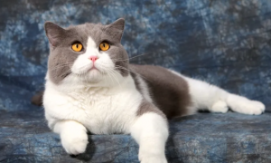 宠主科普：小时候的英短蓝猫怎么看品相？