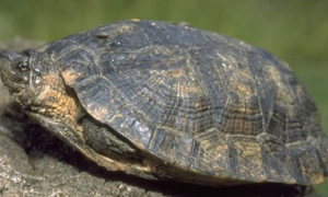 条颈摄龟能长多大多重？饲养需要注意什么？