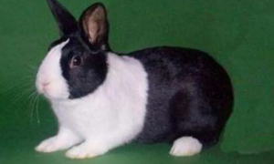 为什么英种斑点兔是公认的优良宠物兔种？一文替你解答！