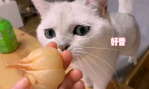 猫能吃大蒜吗？具体看这里！
