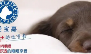 爱宝嘉——宠物健康睡眠正确方式