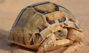 今日解答：非洲折背陆龟的寿命