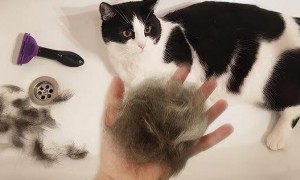 猫掉毛怎么解决？这里有办法哦~