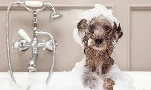 如何把狗狗的毛发洗干净