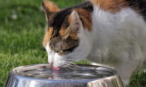 猫中暑可以喝淡盐水吗？来这里告诉你答案