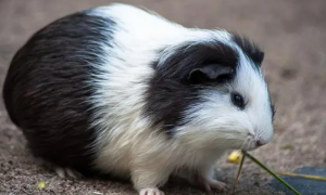 宠物小常识：荷兰猪是什么动物？