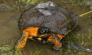木雕水龟是保护动物吗？来get一下吧