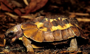 一篇关于荷叶陆龟的介绍，速来收藏！