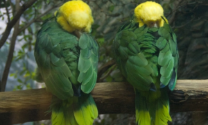 双黄头亚马逊鹦鹉怎么繁衍？来了解下吧