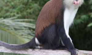 白额长尾猴有什么特征，看了这篇文章你还敢说不知道？