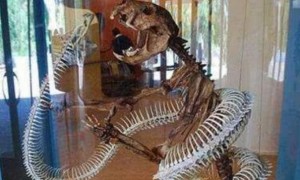 早在五万年前就已经灭绝的巨蛇——沃那比蛇