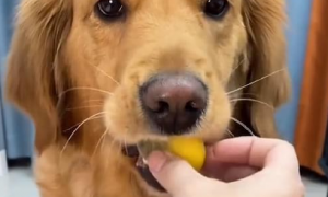 狗吃蛋黄吃多了会怎样？主人一定要知道！