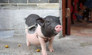 中国极具观赏的地方品种猪有哪些？小花猪榜上有名！