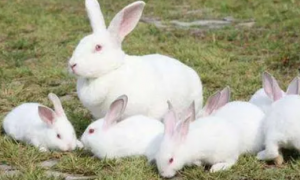 来了解一下日本大耳白兔的特点~