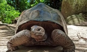 热带龟习性丨看亚洲“四大金刚”之亚洲巨龟如何冬眠！