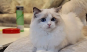 布偶猫白耳朵是好还是坏？