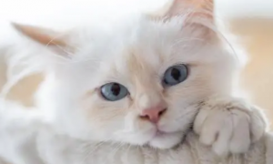 go猫粮——怎样科学养宠，拥抱健康猫咪？