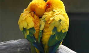 牡丹鹦鹉被称为爱情鸟，竟是因为这寓意