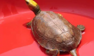 金头闭壳龟是保护动物吗？是的！
