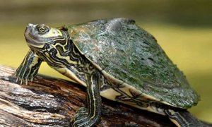 乌龟科普：蒙面地图龟是保护动物吗？