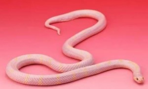 漂亮的粉红眼镜蛇你见过吗？