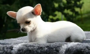 世界上最小的11种狗，中国犬只榜上有名！