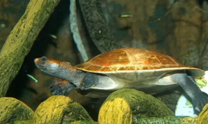宠物科普：红头蛇颈龟需要冬眠吗？