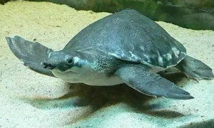 饲养科普：猪鼻龟为什么总在水面？