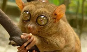 盘点全球最雷人的奇特动物：邦加眼镜猴眼睛比大脑还大！