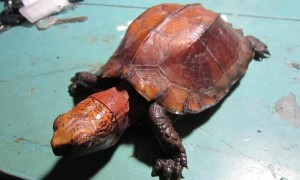你们知道八角龟可以长多大吗？