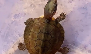 潘氏闭壳龟会脱壳吗？需要多久呢？
