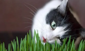 猫草对猫有很多好处，你也需要考虑给你家猫咪准备一些