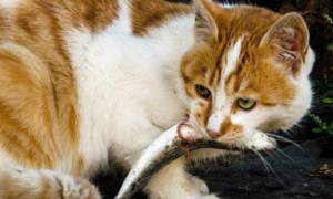 猫为什么会吐鱼刺？因为有一种特殊的肌肉