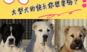 中亚牧羊犬多少钱一只？大型犬的快乐想要吗