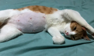 猫咪肚子大的不正常，原因竟是这个！
