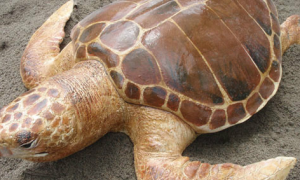 大西洋蠵龟的价格是多少呢？