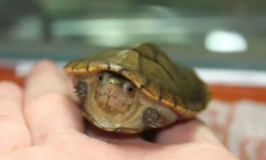 哈雷拉泥龟能不能冬眠呢？要如何饲养才好！